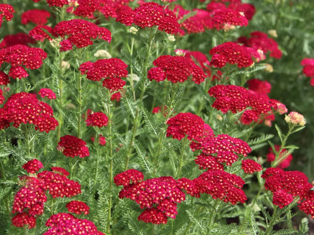 Тысячелистник обыкновенный "Флауэрбёст Ред Шейдс" - 3 изображение