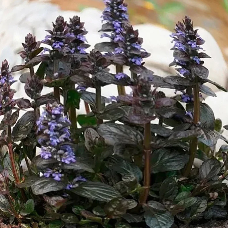 Живучка ползучая "Атропурпуреа" - 2 изображение