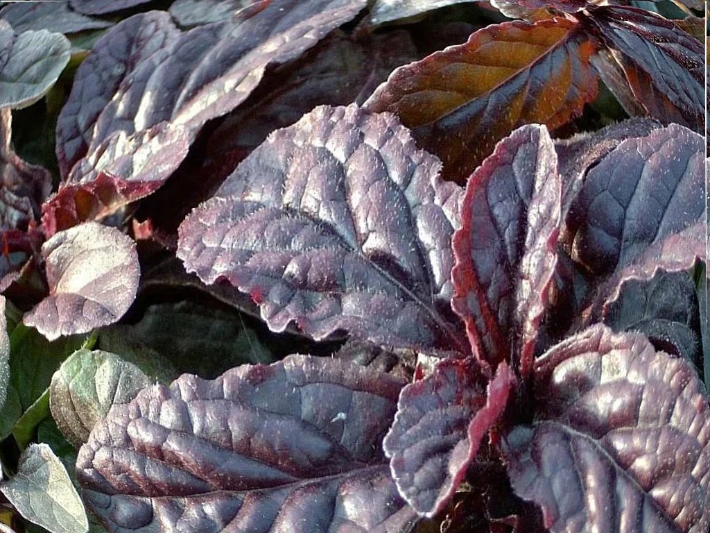 Живучка ползучая "Атропурпуреа"