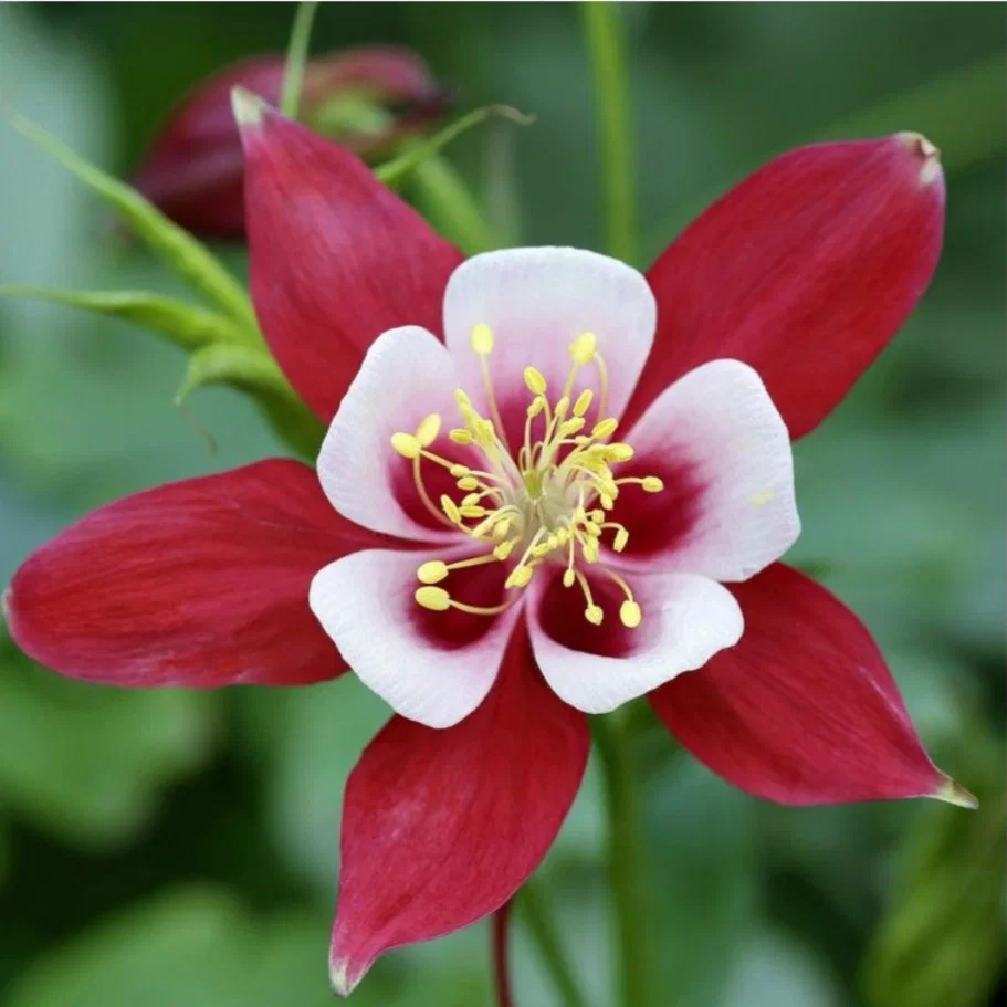 Аквилегия обыкновенная "Кримсон Стар" - 3 изображение