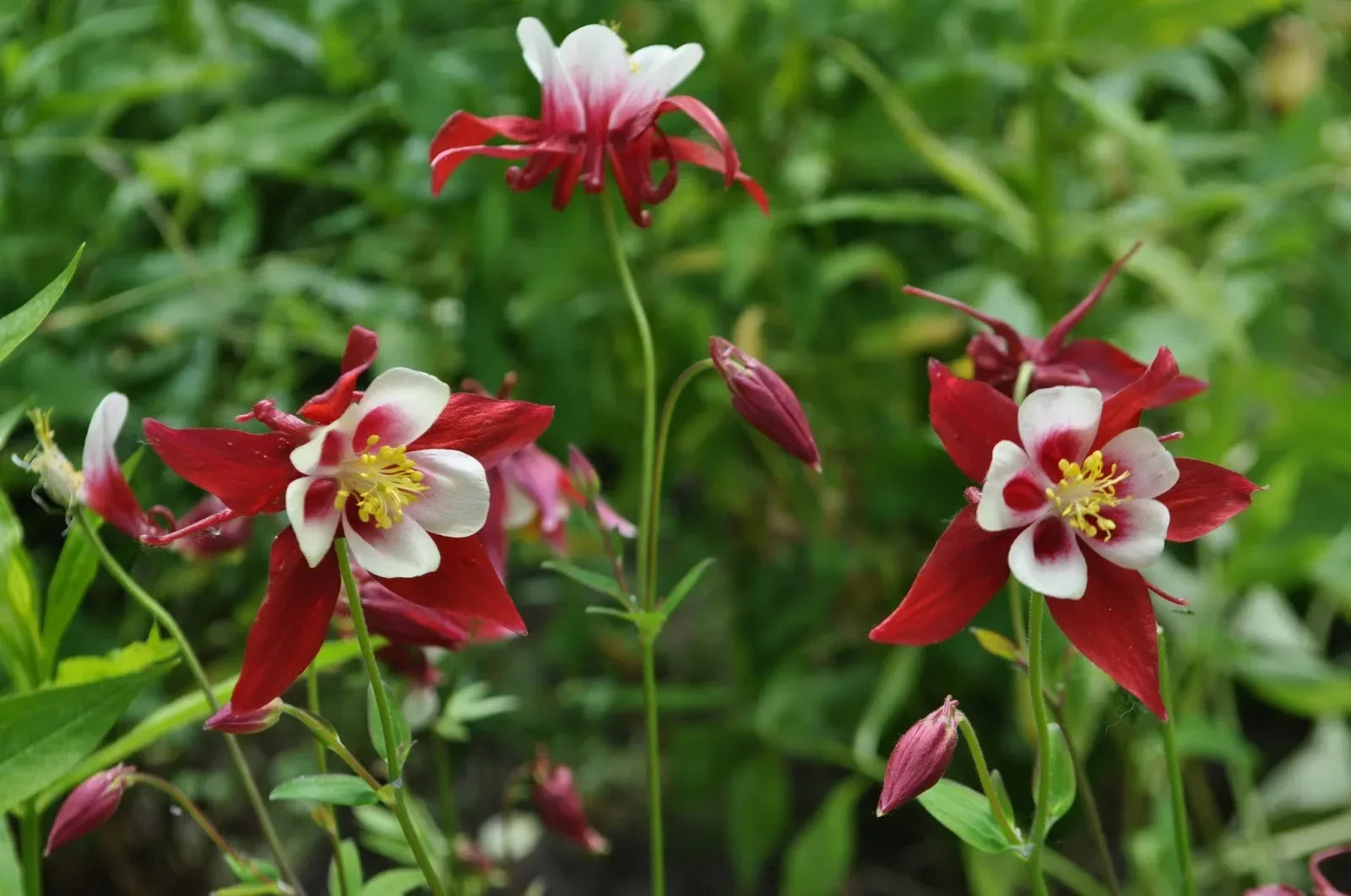 Аквилегия обыкновенная "Кримсон Стар" - 2 изображение