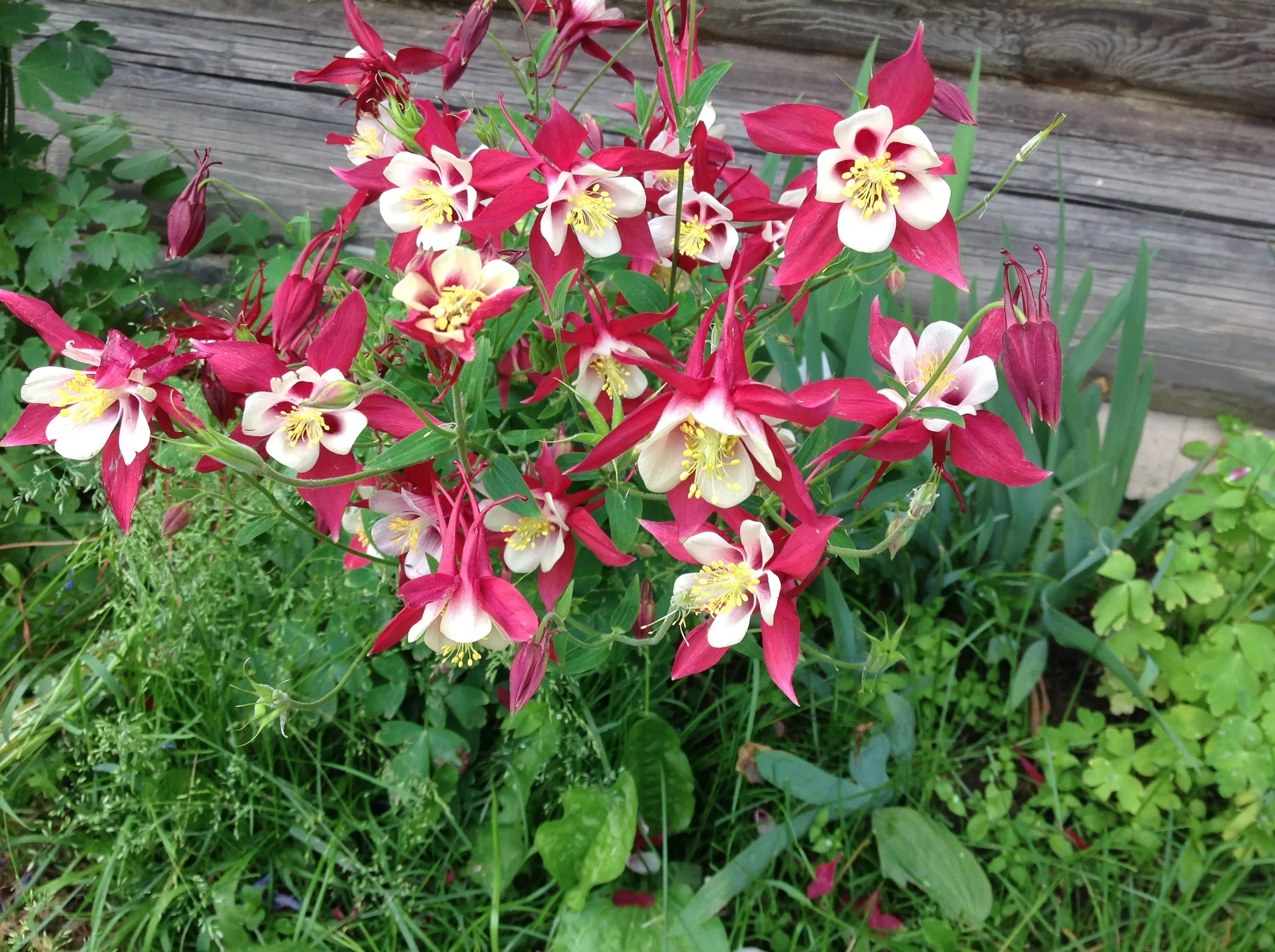 Аквилегия обыкновенная "Кримсон Стар"