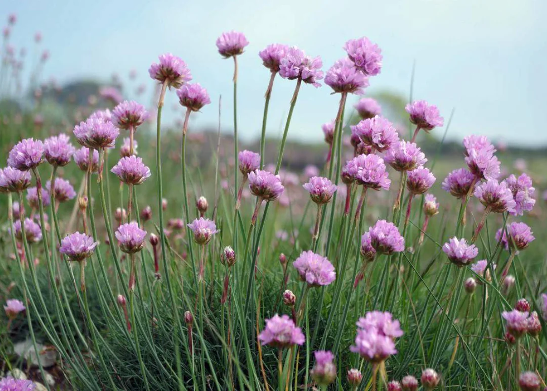 Армерия приморская розовая - 3 изображение