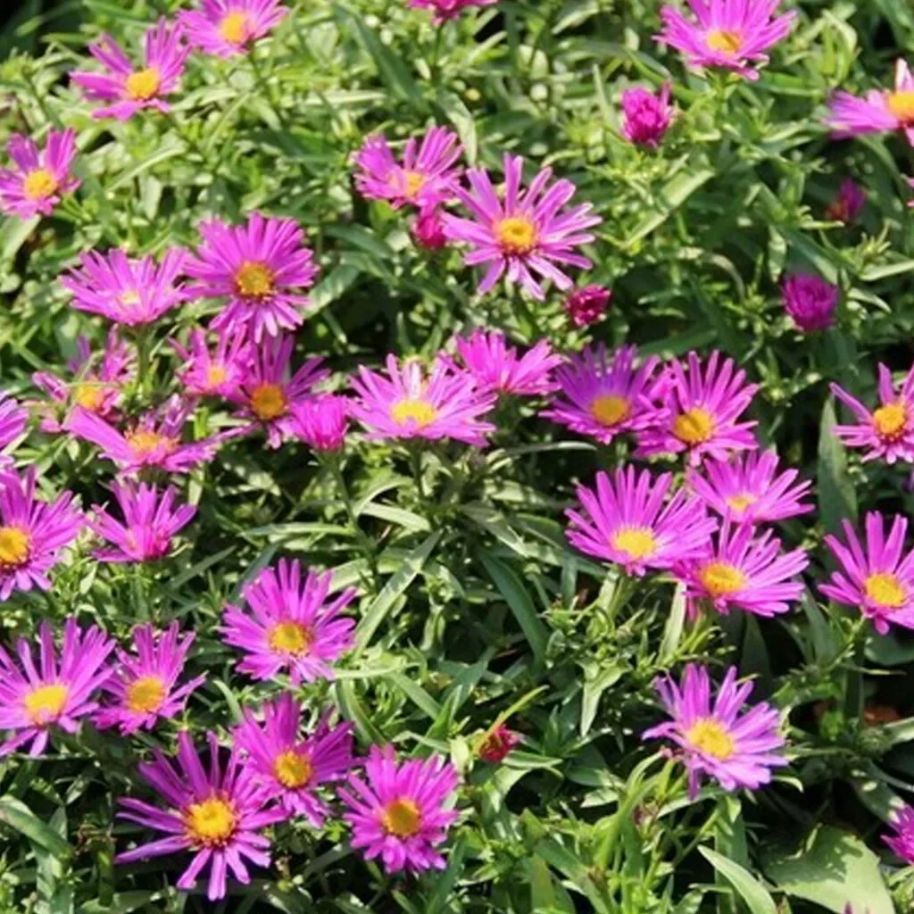 Астра кустарниковая "Элис Хэслем" - 2 изображение