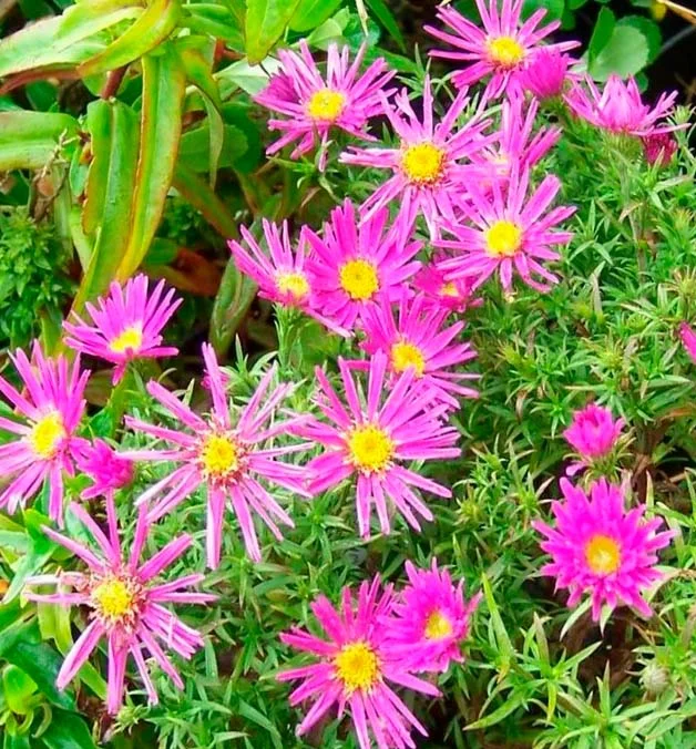 Астра кустарниковая "Элис Хэслем"