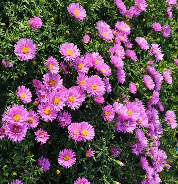 Астра кустарниковая "Розенвихтель" - 2 изображение