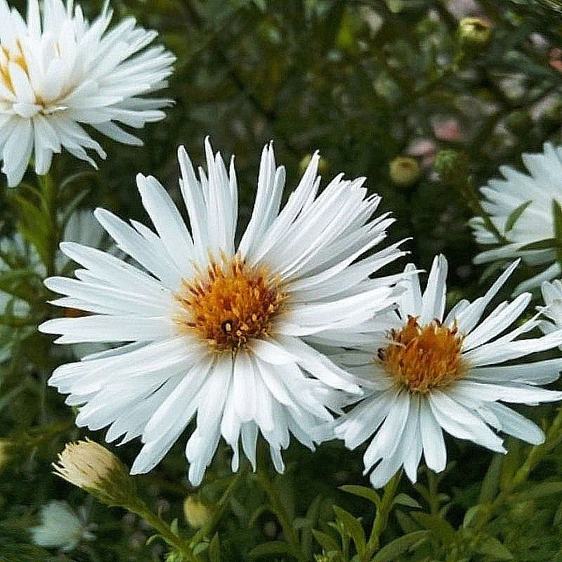 Астра кустарниковая "Сноуспрайт"