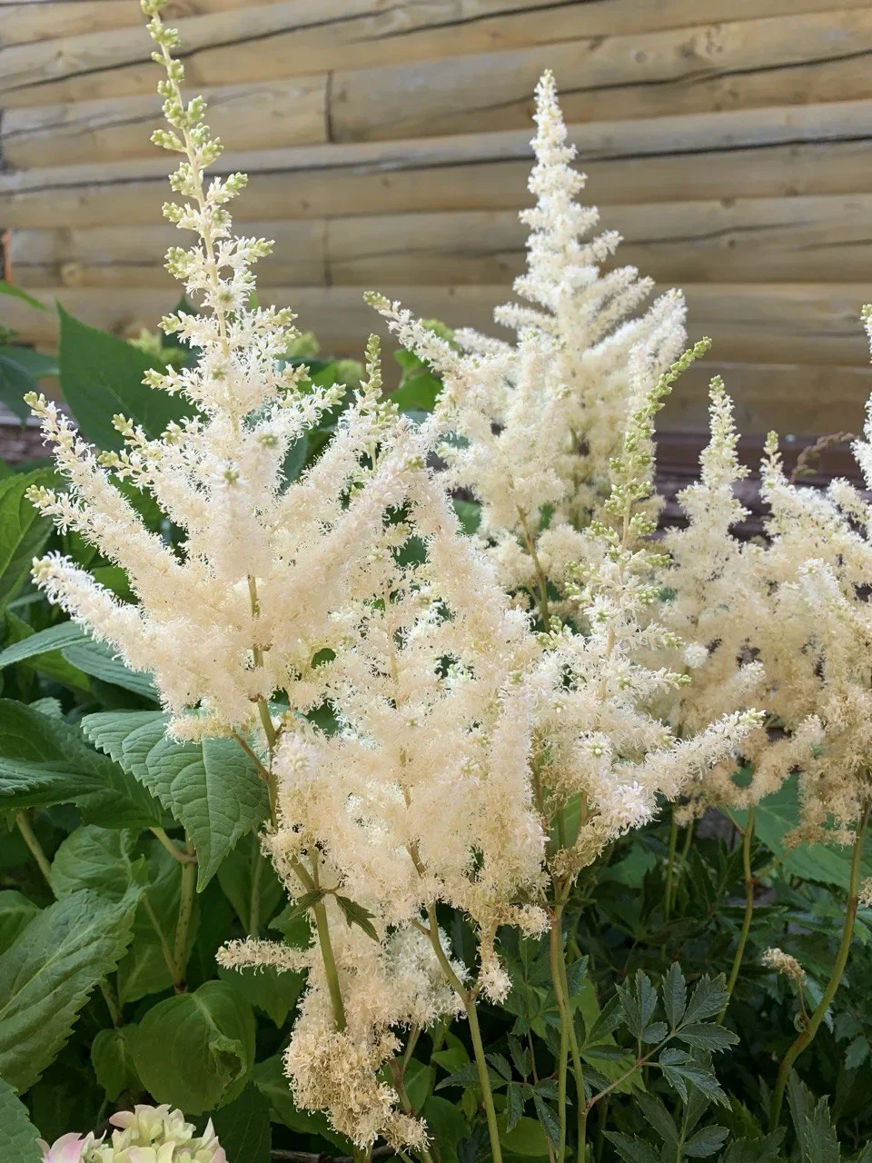 Астильба Арендса "Диамант" - 3 изображение