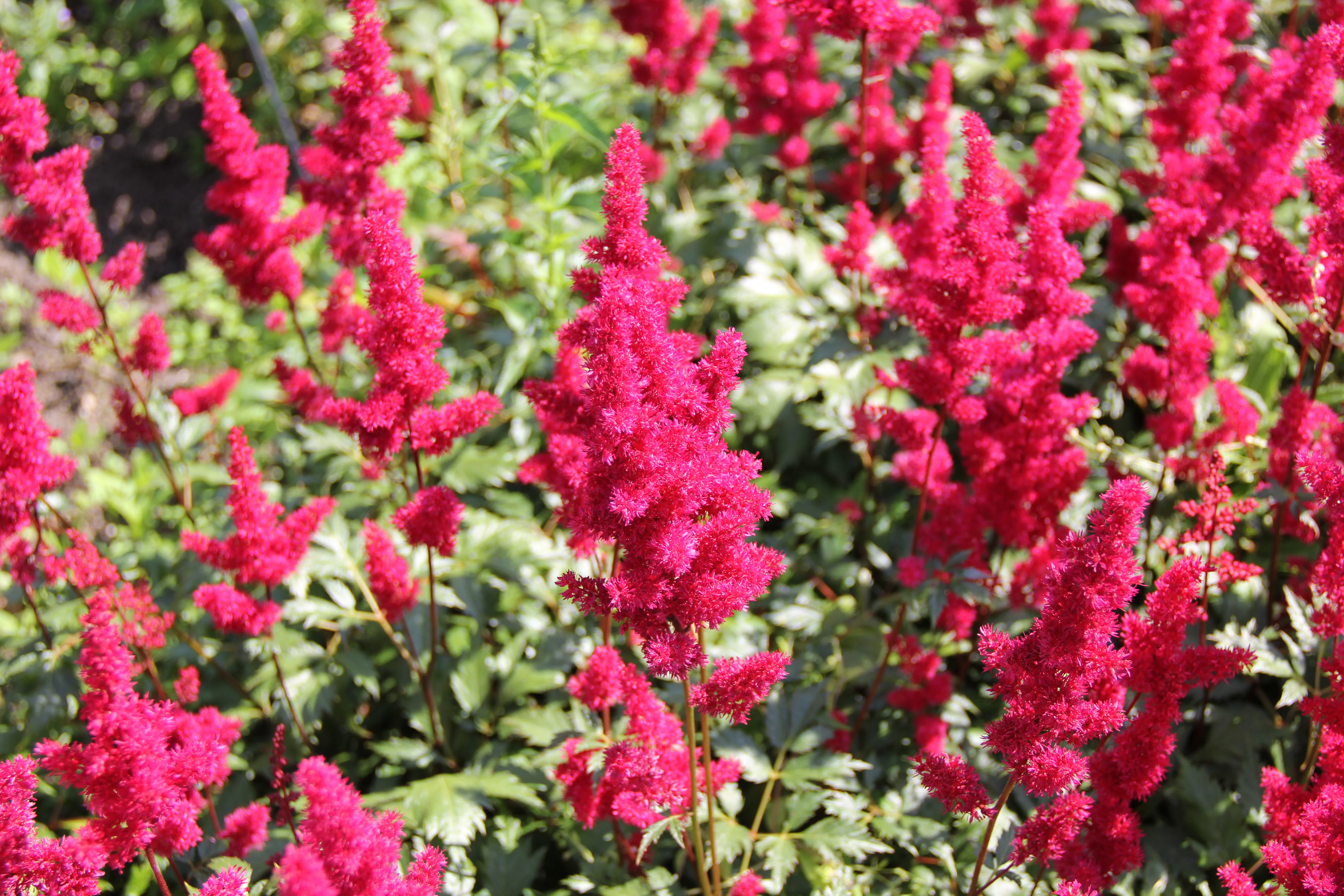 Астильба Арендса "Хэви Метал" - 2 изображение