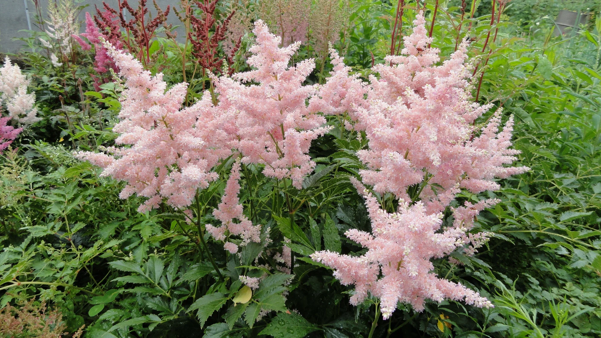 Астильба Арендса "Панк Рок"