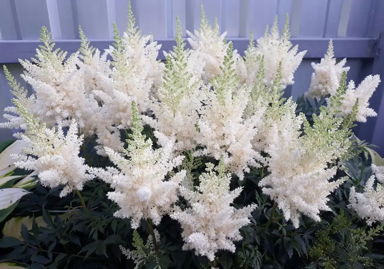 Астильба Арендса "Вайс Глория" - 3 изображение