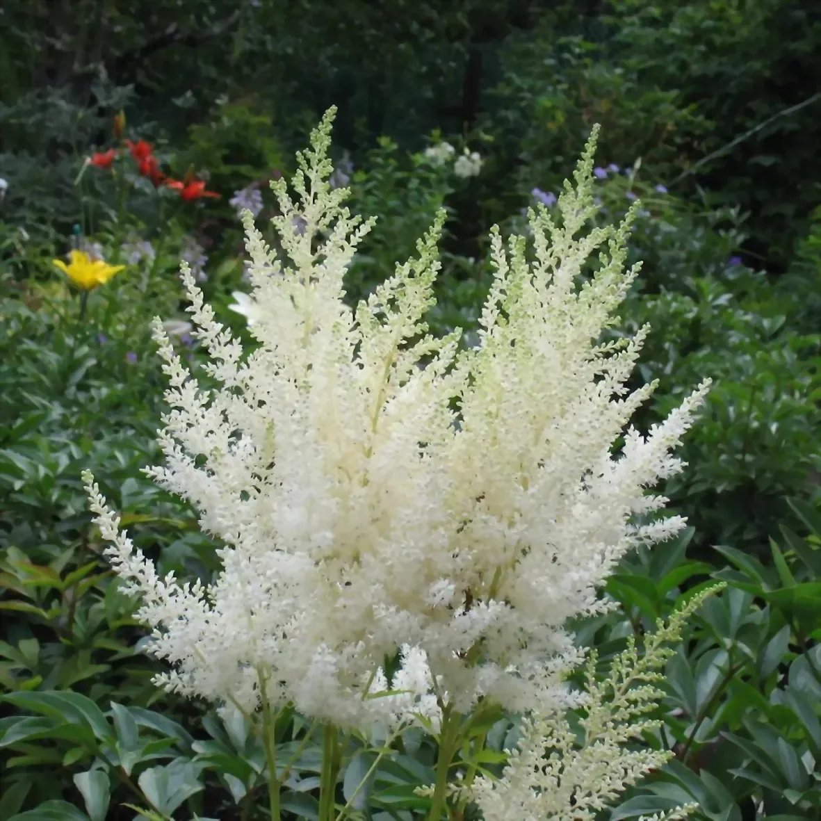 Астильба Арендса "Вайс Глория"