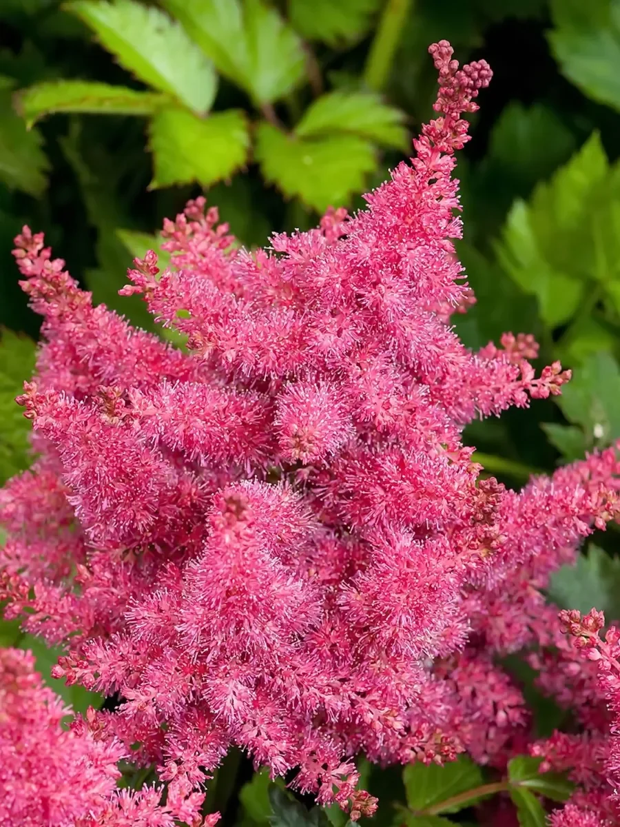Астильба гибридная "Распберри"