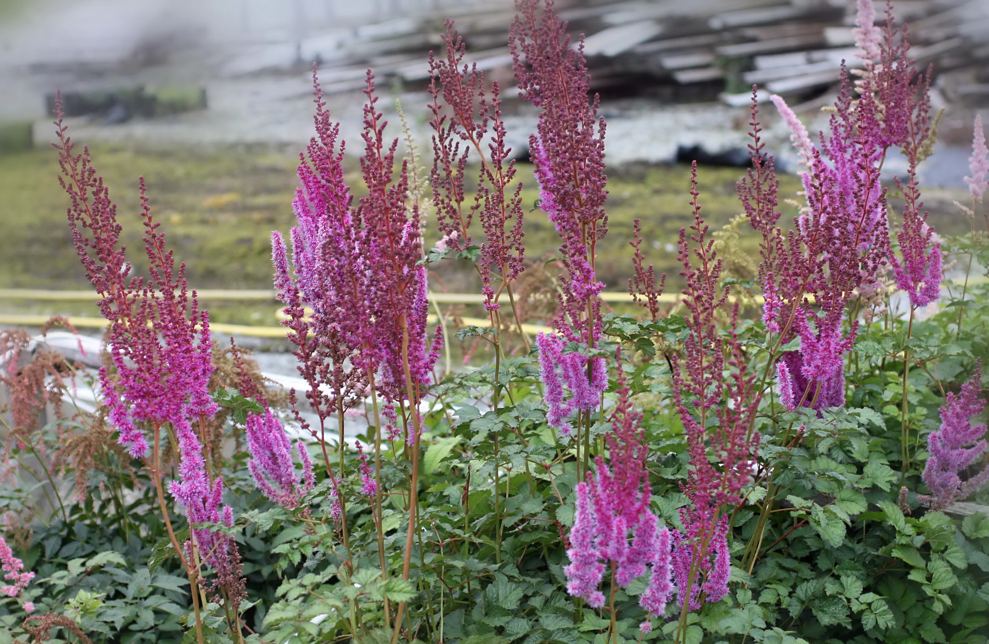 Астильба китайская "Пурпуркерце" - 3 изображение