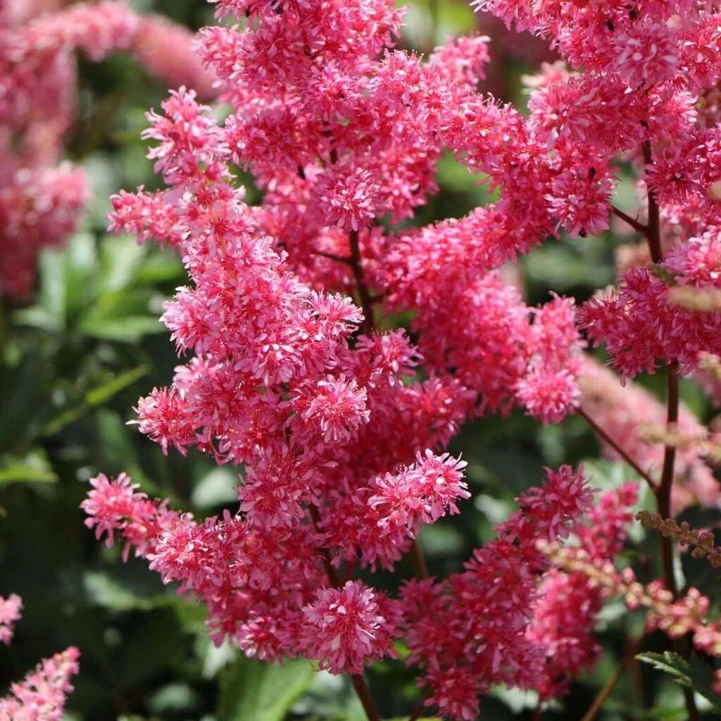 Астильба японская "Бремен" - 2 изображение