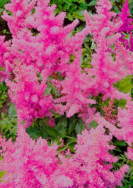 Астильба Арендса "Анита Пфайфер" - 2 изображение