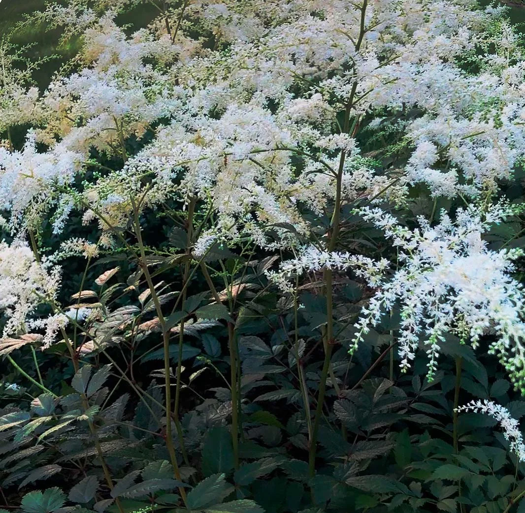 Астильба Арендса "Браутшлеер" - 2 изображение