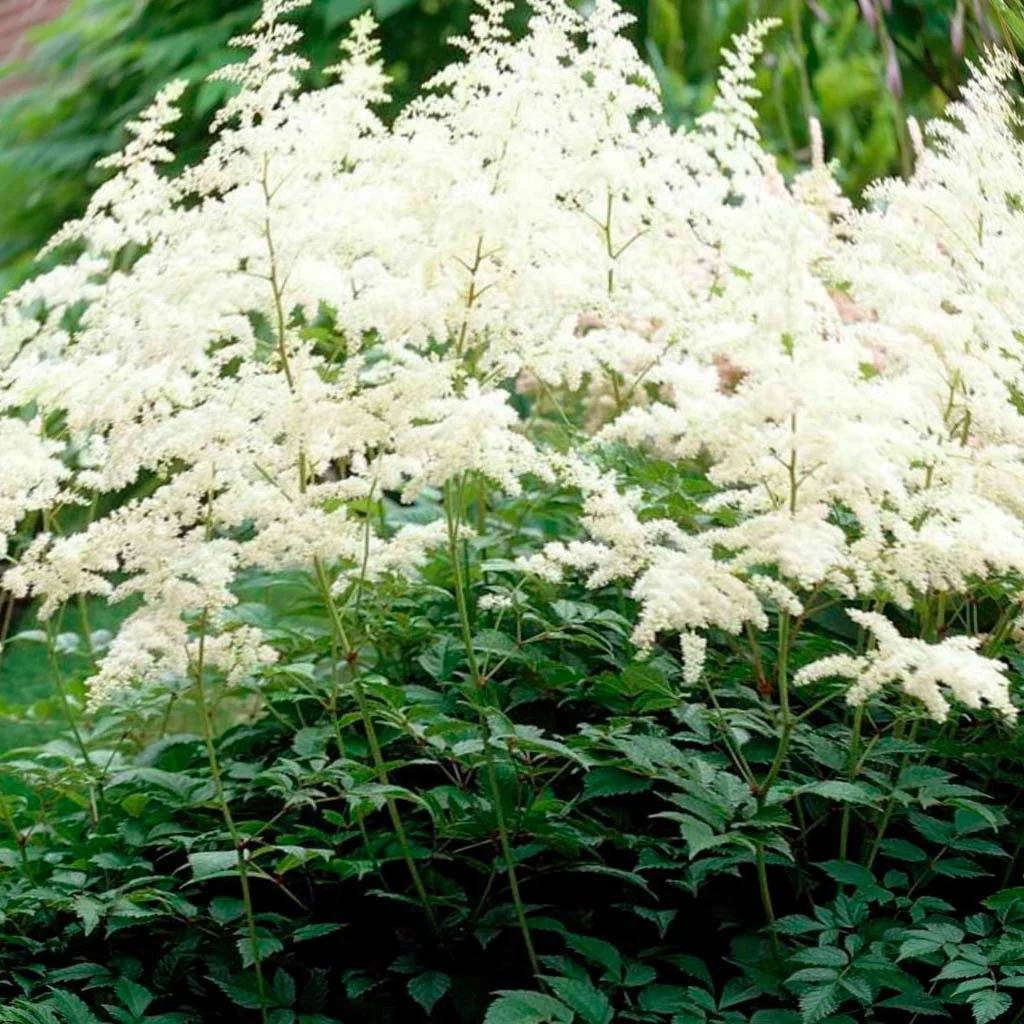 Астильба Арендса "Браутшлеер"