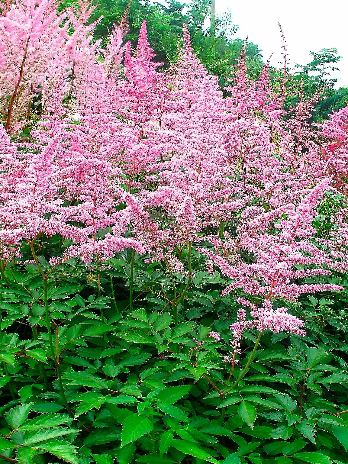 Астильба Арендса "Каттлея"