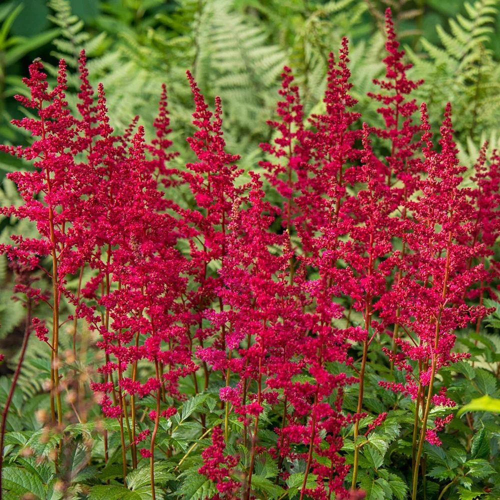 Астильба Арендса "Элс Шлук" - 2 изображение