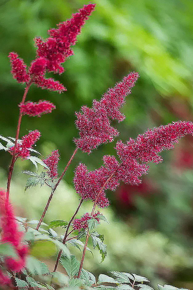 Астильба Арендса "Фанал"