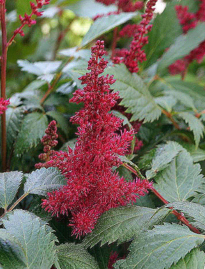 Астильба Арендса "Фанал" - 2 изображение