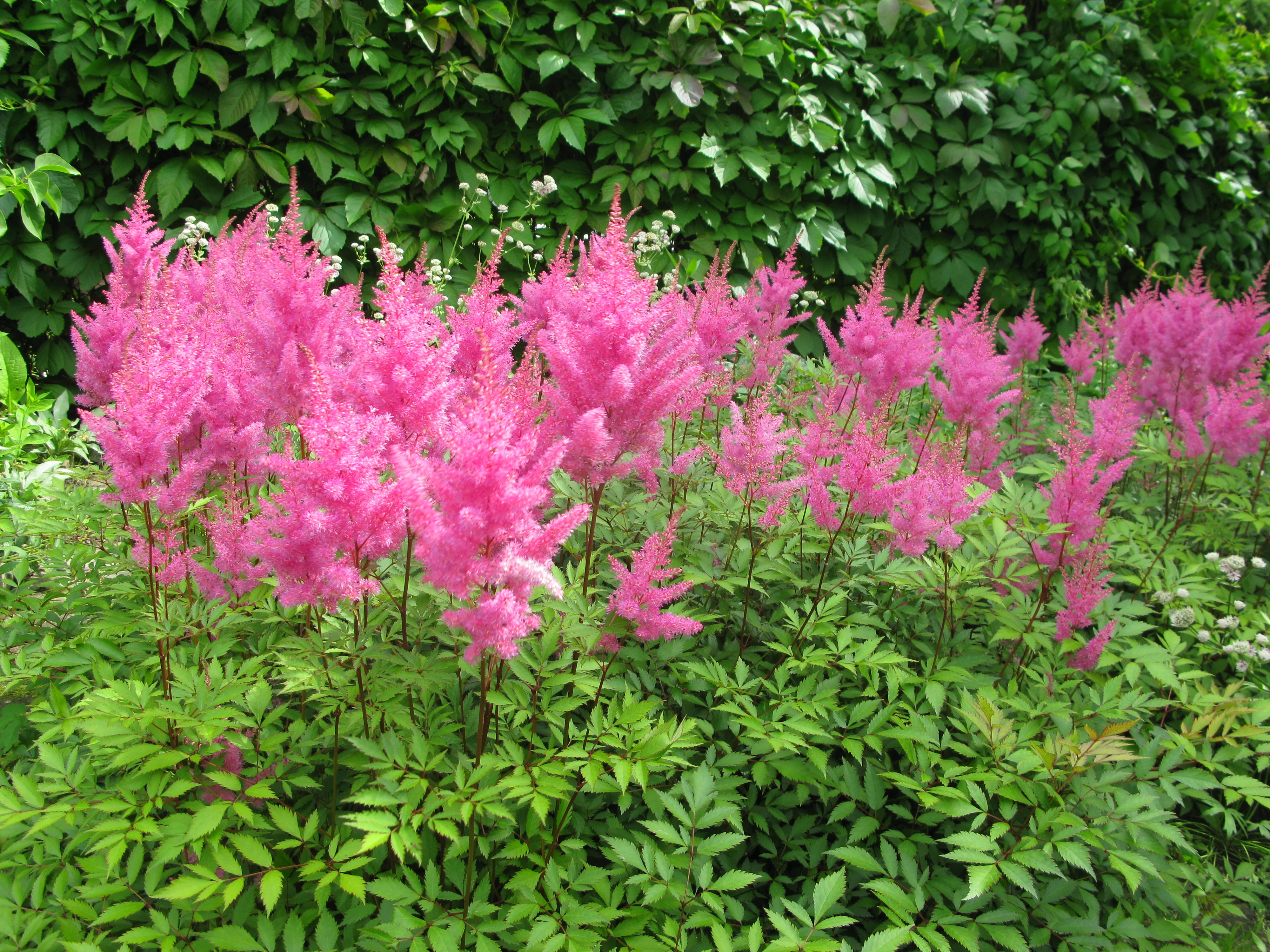 Астильба Арендса "Глория Пурпурея" - 3 изображение