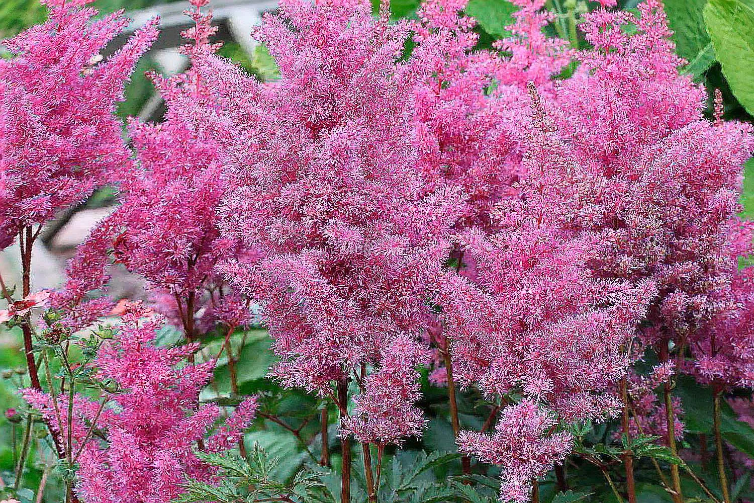 Астильба Арендса "Глория Пурпурея" - 2 изображение