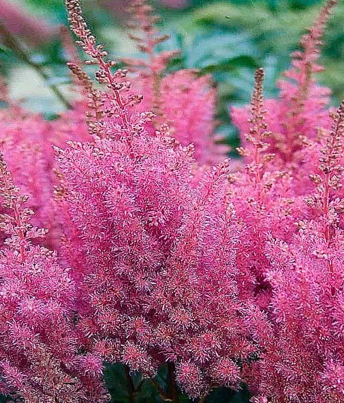 Астильба Арендса "Глория Пурпурея"