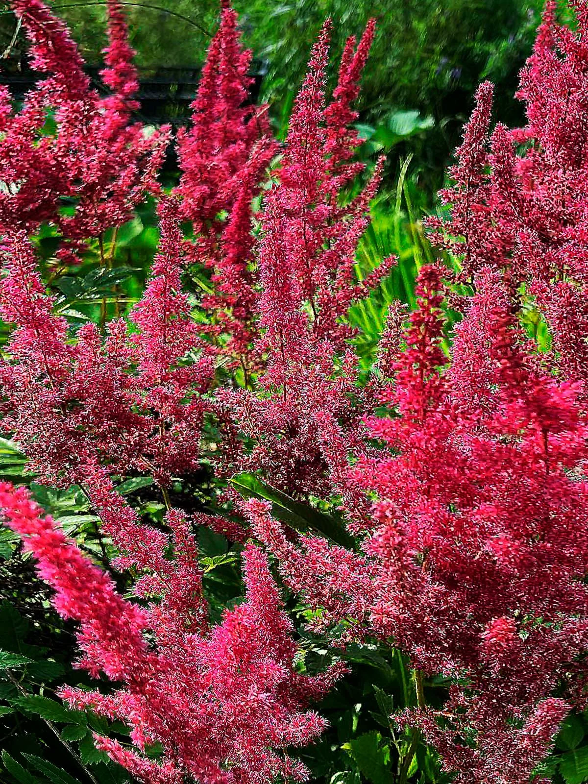 Астильба Арендса "Пауль Гарден" - 3 изображение