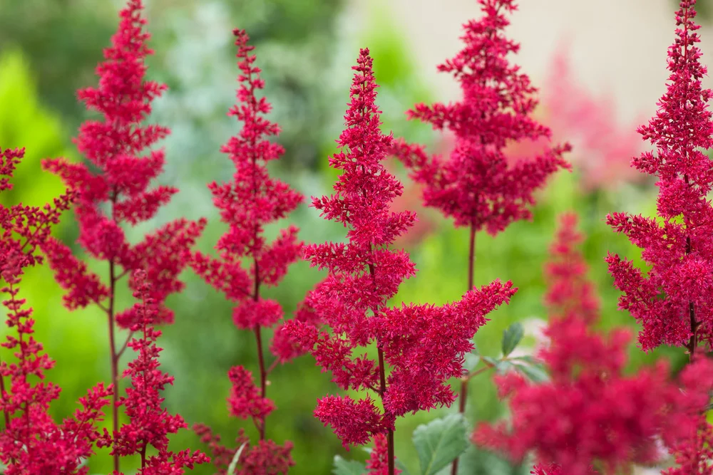 Астильба Арендса "Пауль Гарден" - 2 изображение