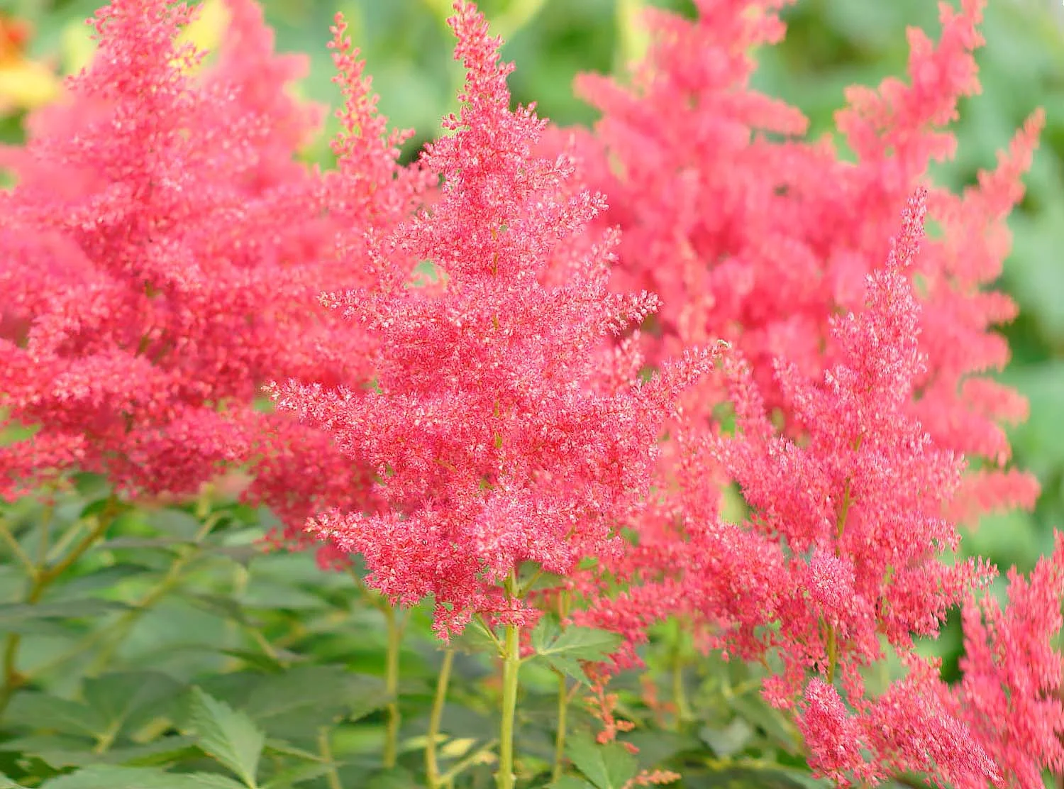 Астильба Арендса "Пауль Гарден"