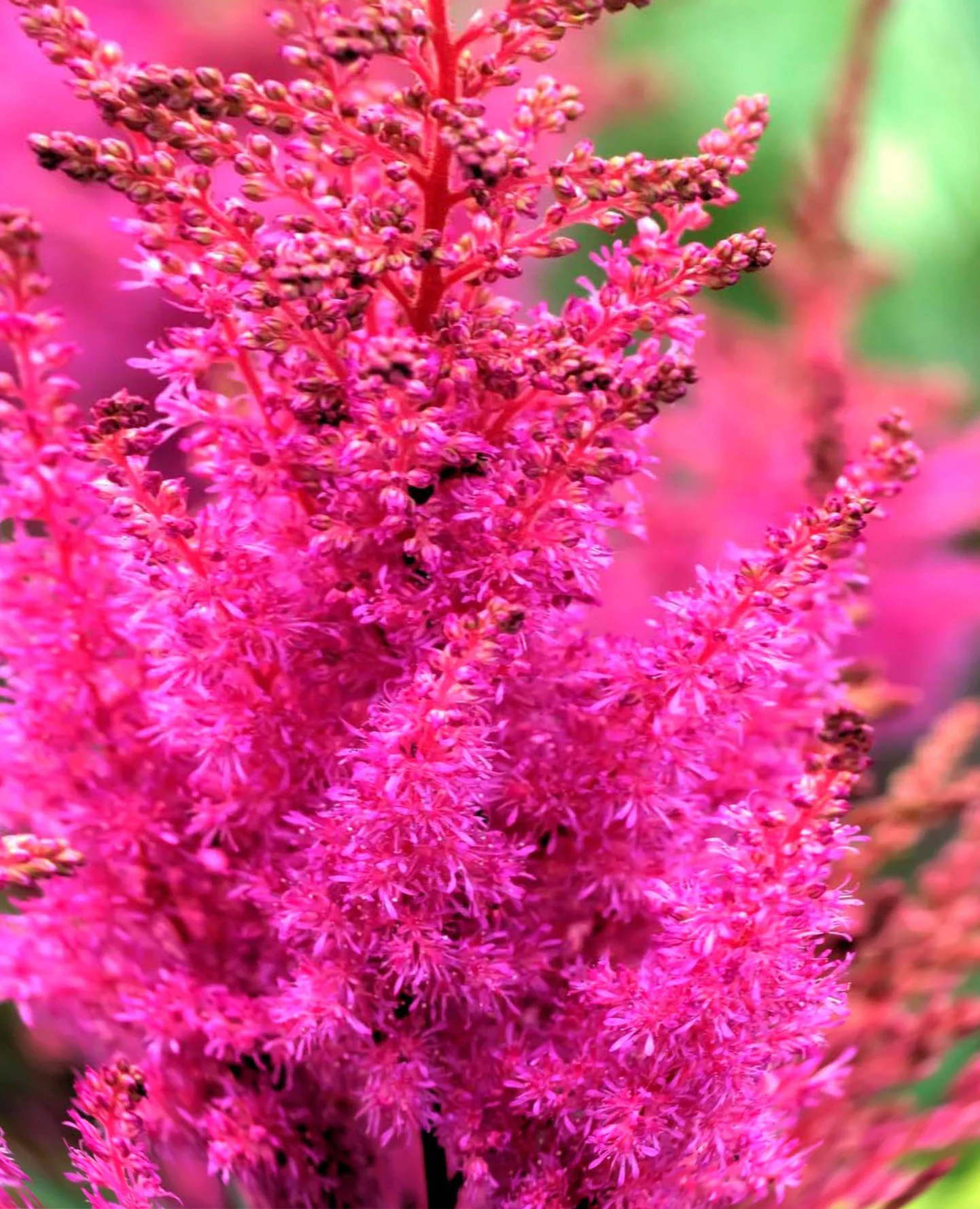 Астильба китайская "Мэгги Дейли" - 2 изображение