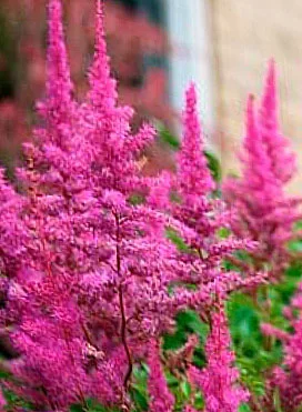 Астильба китайская "Мэгги Дейли"