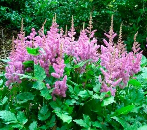 Астильба китайская "Пумила" - 2 изображение