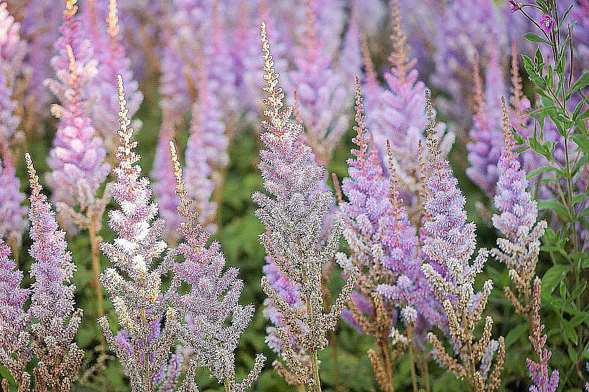 Астильба китайская "Пумила"