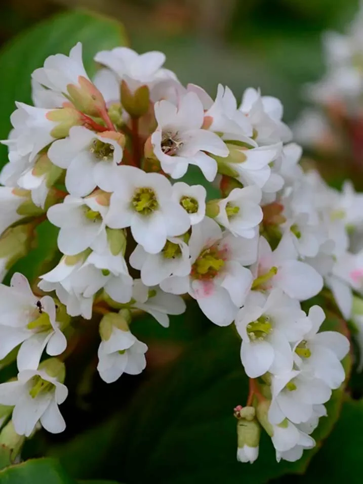 Бадан сердцелистный белый