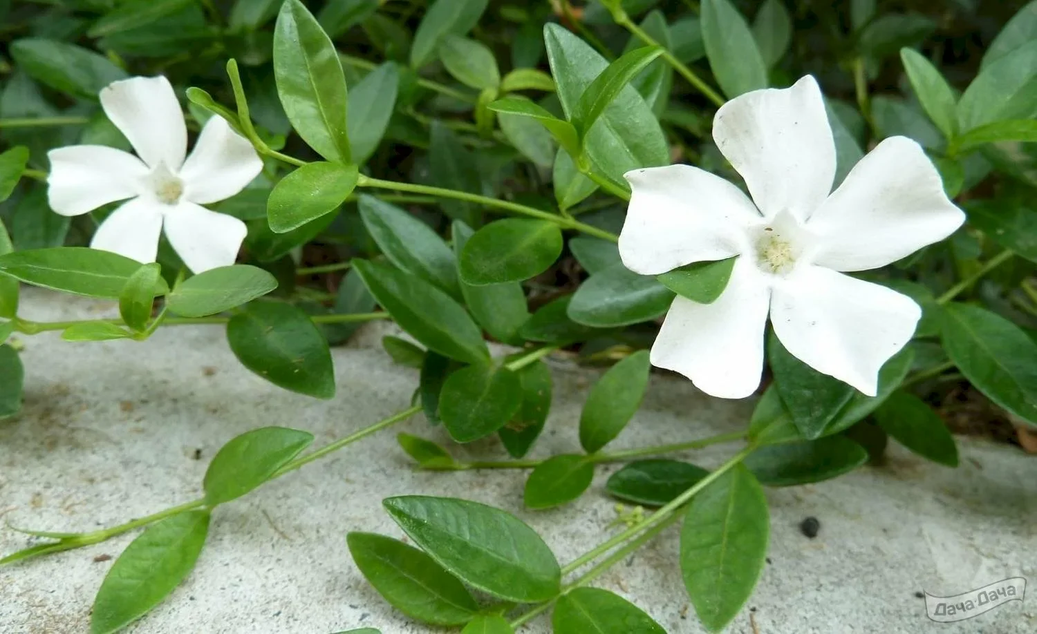 Барвинок малый "Альба" - 3 изображение