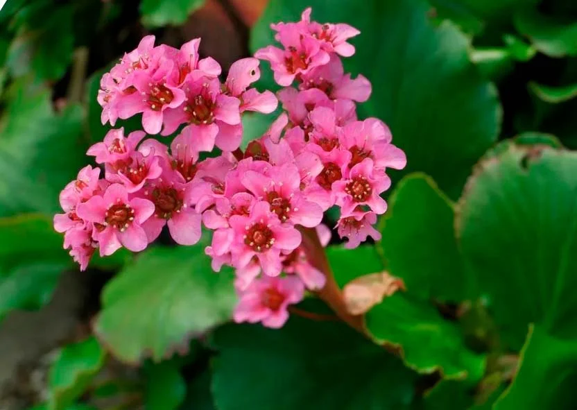 Бадан толстолистный - 2 изображение