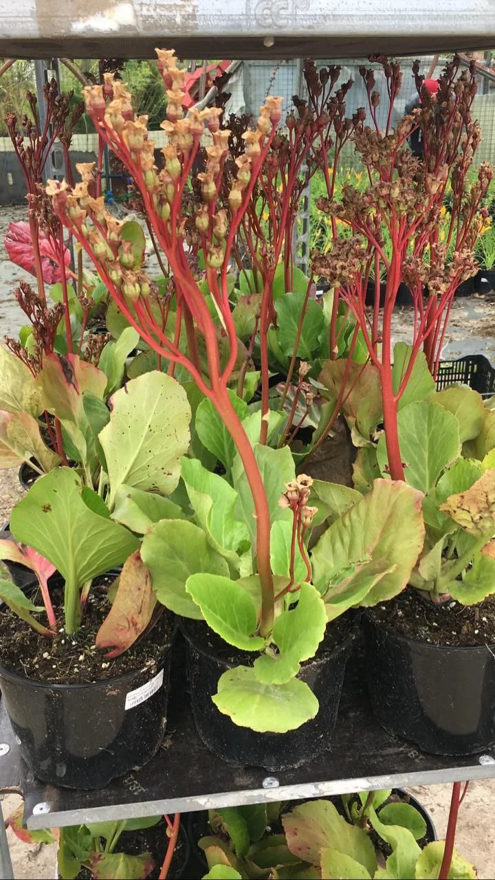 Бадан толстолистный