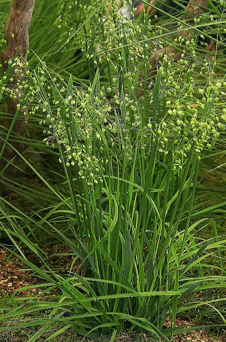 Бриза средняя - 2 изображение