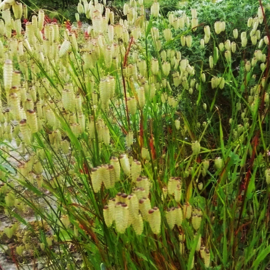 Бриза средняя