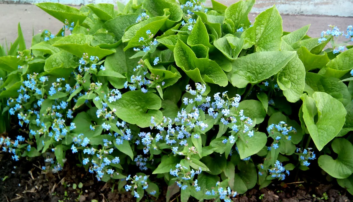 Бруннера крупнолистная - 4 изображение