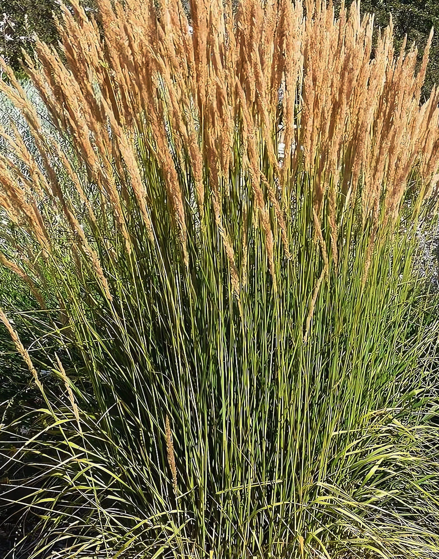 Вейник остроцветковый "Аваланш" - 2 изображение