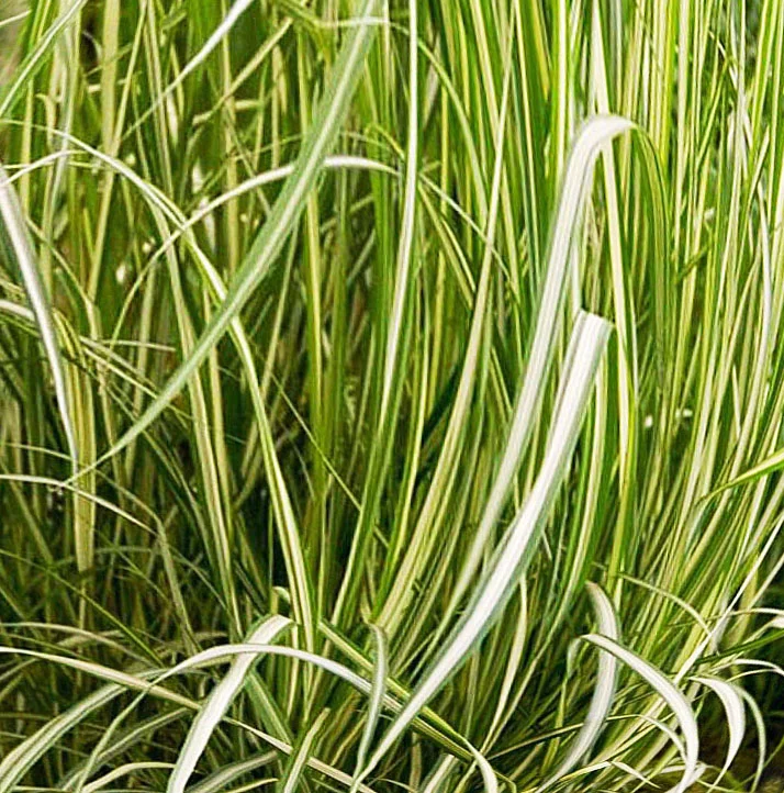 Вейник остроцветковый "Аваланш"