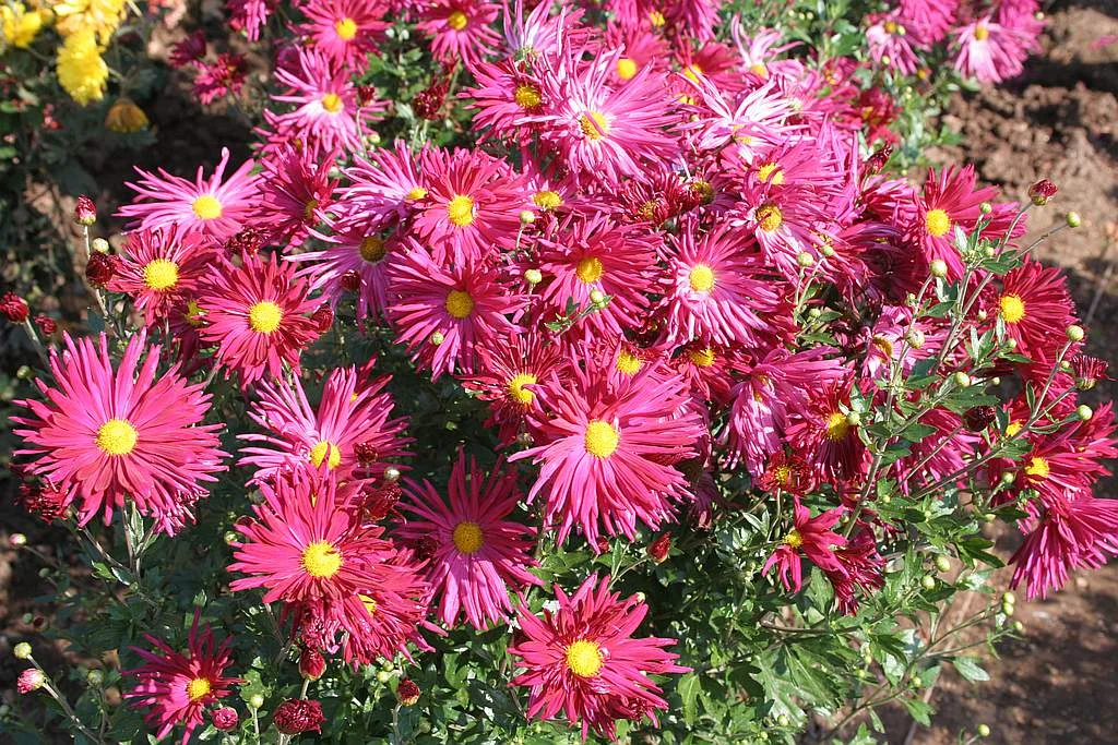 Хризантема корейская "Мальчиш-Кибальчиш" - 3 изображение