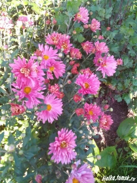 Хризантема корейская "Мальчиш-Кибальчиш"