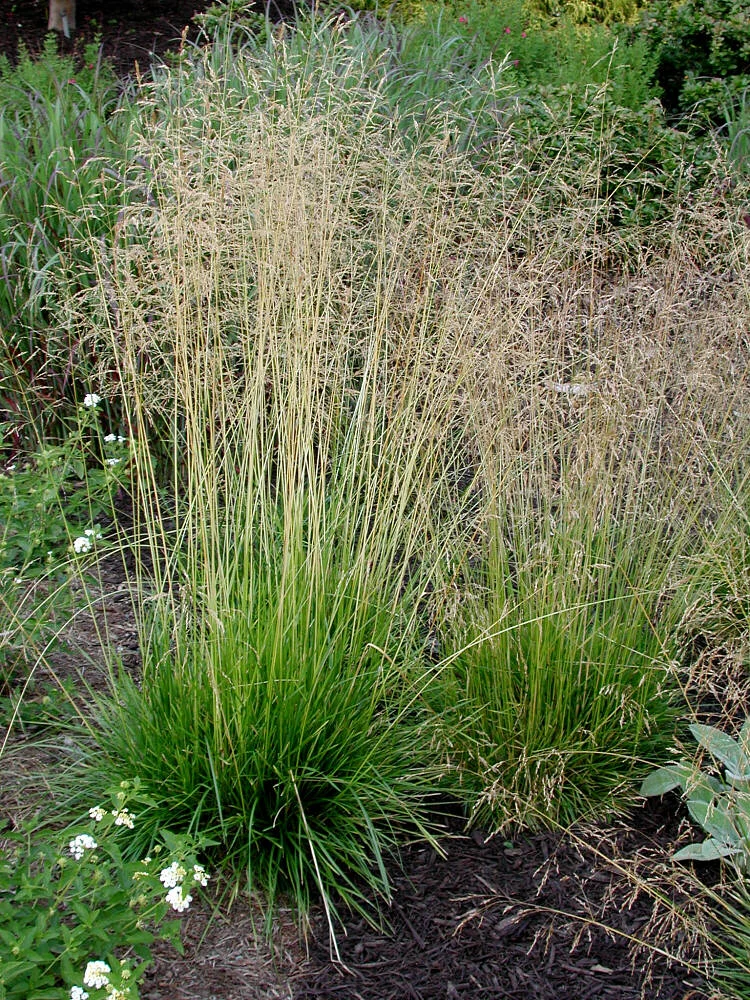 Луговик дернистый  (Щучка дернистая) - 2 изображение