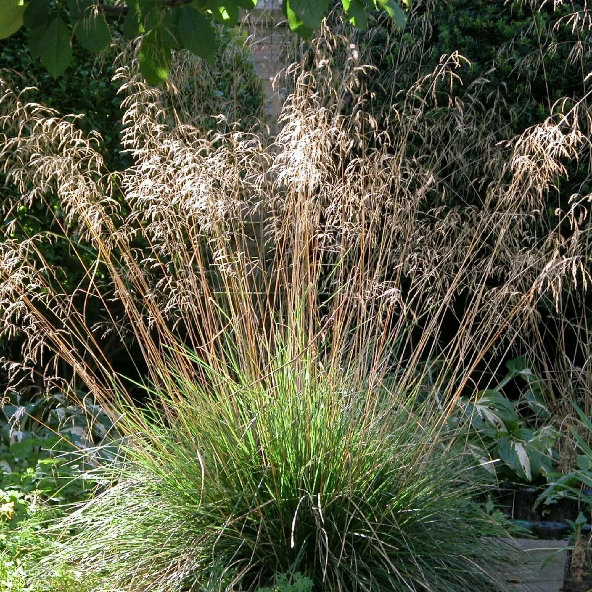 Луговик дернистый  (Щучка дернистая)