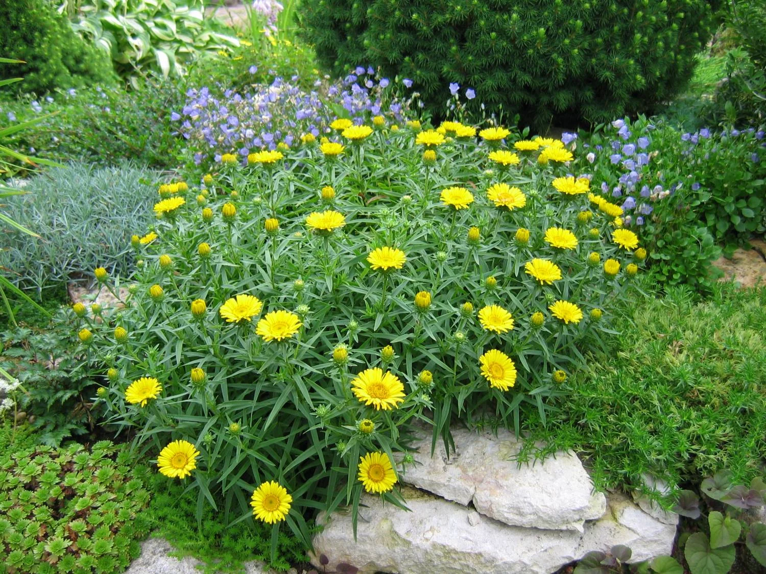 Девясил мечелистный - 2 изображение